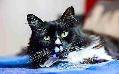 «Γάτος της Χρονιάς» στο Λονδίνο ο Marley που βοηθά γυναίκες, θύματα trafficking