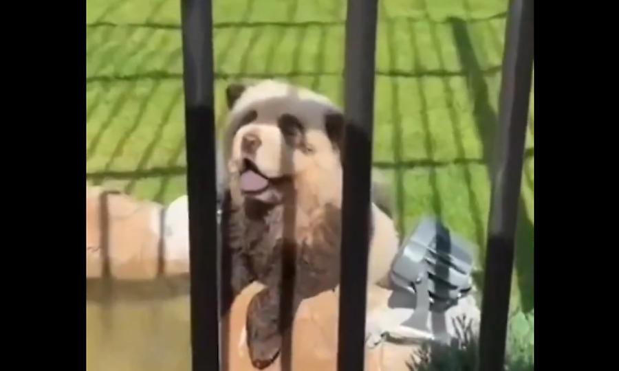 Αποτροπιασμός: Ζωολογικός κήπος στην Κίνα είχε βάψει δύο σκυλιά και τα παρουσίαζε ως... πάντα