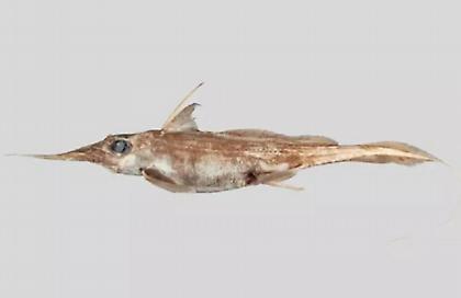 Ανακαλύφθηκε νέο είδος «καρχαρία φάντασμα» στα ανοιχτά της Νέας Ζηλανδίας