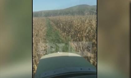 Θήβα: Εντοπίστηκε η μεγαλύτερη χασισοφυτεία στην Ελλάδα - Καλλιεργούσαν πάνω από 8.000 δενδρύλλια!