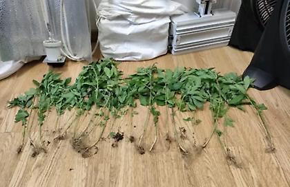 Μετέτρεψαν το διαμέρισμα στην Κυψέλη σε φυτεία κάνναβης - Δείτε φωτογραφίες