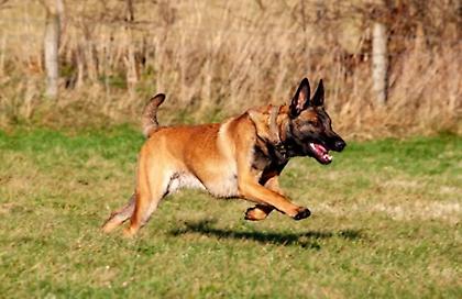 Σκύλος επιτέθηκε και δάγκωσε δύο παιδιά - Συνελήφθη η 68χρονη ιδιοκτήτριά του