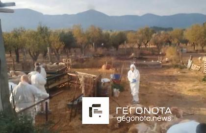 Ξεκίνησε η μαζική θανάτωση προβάτων στη Μαγνησία - Συνολικά θα θανατωθούν 700 στα Κανάλια όπου εντοπίστηκε κρούσμα