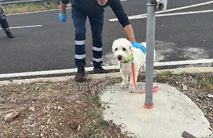 Νεκρός 54χρονος σε τροχαίο στη Λαμία - Σώο το σκυλάκι του που τον περίμενε κλαίγοντας δίπλα στο σημείο του δυστυχήματος