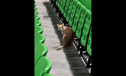 Ο τετράποδος... εισβολέας που έκλεψε τις εντυπώσεις στο ΟΑΚΑ πριν το Παναθηναϊκός-Ολυμπιακός!