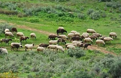 Σήμερα η εκκαθάριση πληρωμών ύψους €4,1 εκατ. σε κτηνοτρόφους για Daniel - Elias