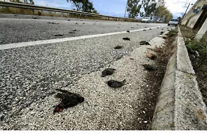 Θλιβερό θέαμα στο Ναύπλιο: Εκατοντάδες νεκρά πουλιά στην παραλιακή