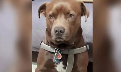 Tετράποδος φύλακας...άγγελος στην Κρήτη: Εσωσε τη ζωή γείτονα που πάθαινε επιληπτική κρίση