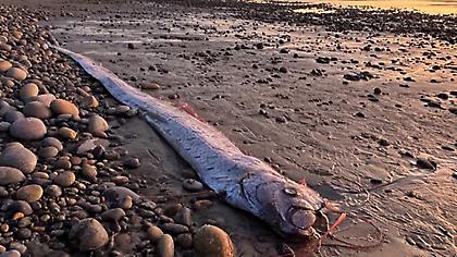 Το «ψάρι της Αποκάλυψης» εμφανίστηκε ξανά στην Καλιφόρνια – «Προάγγελος κακών»