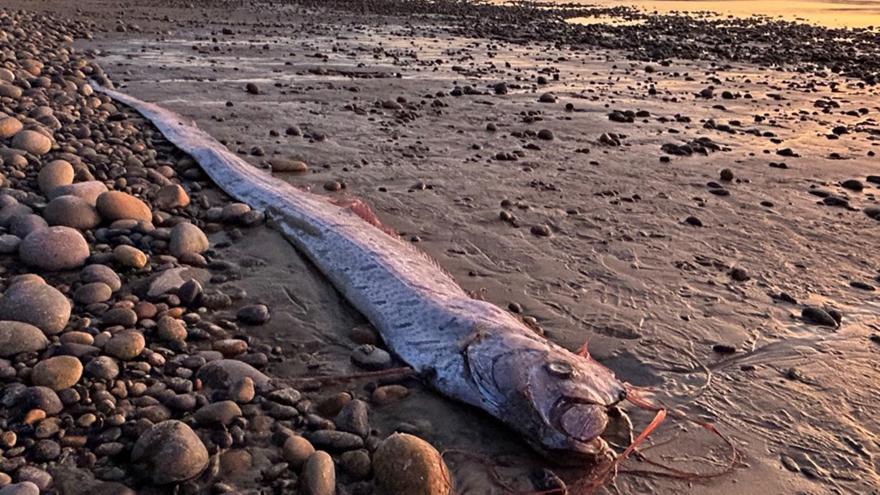 «Προάγγελος κακών»: Το «ψάρι της Αποκάλυψης» εμφανίστηκε ξανά στην Καλιφόρνια