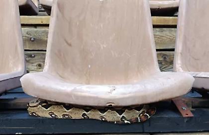 Πανικός στου Φιλοπάππου: Εντοπίστηκε βόας-σφιγκτήρας κάτω από κάθισμα στο θέατρο της Δώρας Στράτου