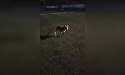 Πάτρα: Αλεπού πήγε... για μπάλα στο γήπεδο του Κεραυνού στον Αγ. Βασίλειο