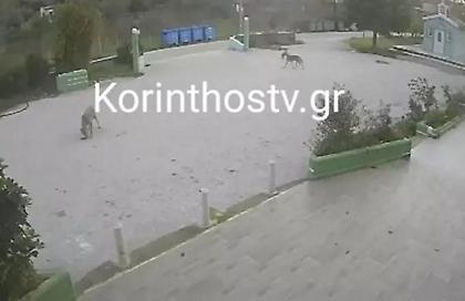 Επιδρομή λύκων στον Σχίνο Λουτρακίου - Κατασπαράζουν αδέσποτα ζώα (video)