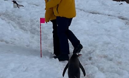 Viral βίντεο από την Ανταρκτική: «Ευγενικός» πιγκουίνος περιμένει πίσω από ζευγάρι για να κάνουν στην άκρη