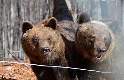 Χωριστά έπειτα από 10 χρόνια έπεσαν σε χειμερία νάρκη δύο «αυτοκόλλητες» αρκούδες του Αρκτούρου