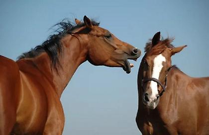 Σοβαρό τροχαίο ΙΧ με δύο άλογα στη Λέσβο - Συνελήφθη 40χρονος στρατιωτικός