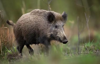 Αγριογούρουνα ξεθάβουν τους νεκρούς σε νεκροταφείο της Λευκάδας - Αναστατωμένοι οι κάτοικοι