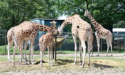 Επιστήμονες στις ΗΠΑ εισηγούνται στους ζωολογικούς κήπους να σκοτώνουν τα ζώα πριν γεράσουν