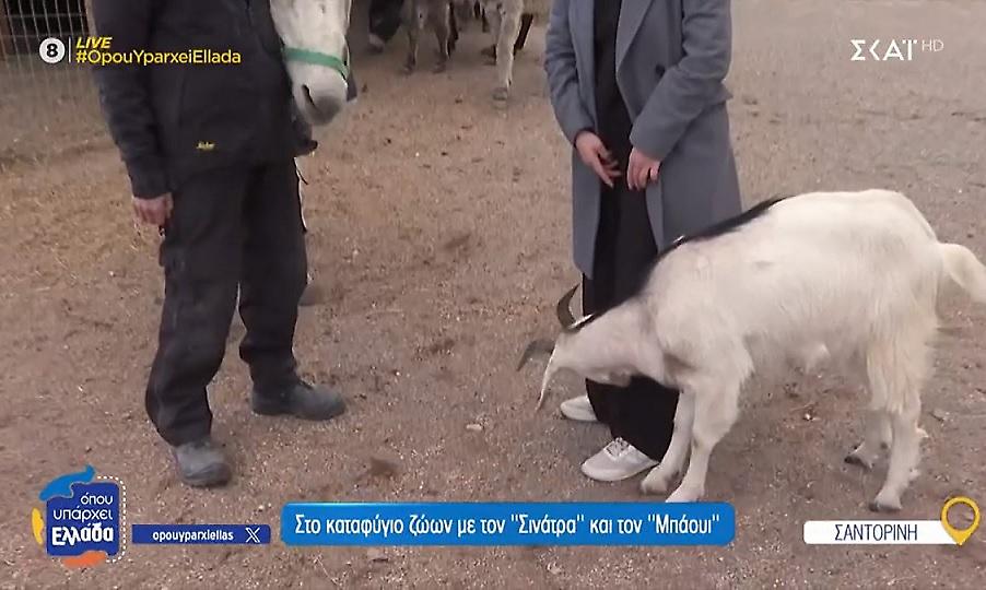 Όπου υπάρχει Ελλάδα - Σαντορίνη: Η στιγμή που η κατσίκα Μπόουι τρώει το παντελόνι της Ευλαμπίας Ρέβη!