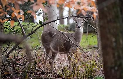 Λαθροθήρας πυροβόλησε και σκότωσε ελάφι που κυοφορούσε στην Κερκίνη