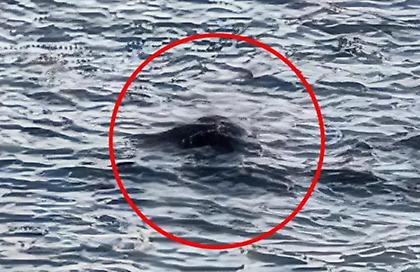 Κυνηγός κατέγραψε την πρώτη «καθαρή» φωτογραφία από το τέρας του Λοχ Νες - «Οι συνθήκες εκείνη την ημέρα ήταν ιδανικές»