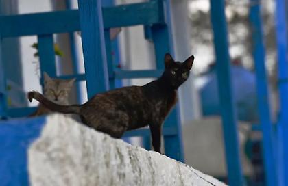 Πρώην αστυνομικός ο 56χρονος που δηλητηρίαζε γατιά στη Θεσσαλονίκη