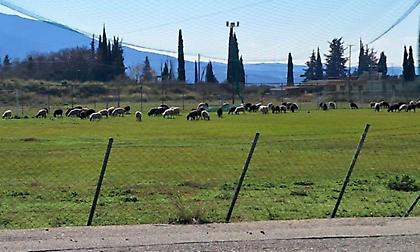 Μόνο στην Ελλάδα αυτά: Πρόβατα βόσκησαν σε γήπεδο στο Ρέθυμνο (video)