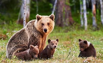 «Ξύπνησαν» οι αρκούδες στο Νυμφαίο - Ανοίγει πάλι το Κέντρο Προστασίας Αρκούδας