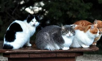 Ουγγαρία: 60χρονη κρατούσε στο σπίτι της πάνω από 100 γάτες σε άθλιες συνθήκες