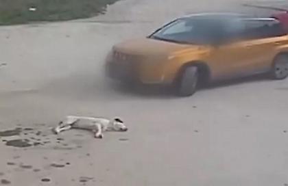 Ταυτοποιήθηκε ο οδηγός που πάτησε σκύλο με το ΙΧ του και τον εγκατέλειψε στη Θεσσαλονίκη