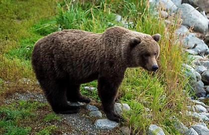 Η κυβέρνηση της Σλοβακίας ενέκρινε τη θανάτωση 350 αρκούδων!