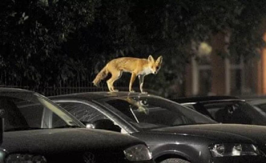 Αλεπουδάκι έπεσε από βράχο στην Αλεπότρυπα της Κυψέλης - Δίνει μάχη για να ζήσει