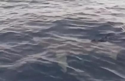 Σπάνιο θέαμα: Μεγάλος καρχαρίας στα νερά της Κέρκυρας