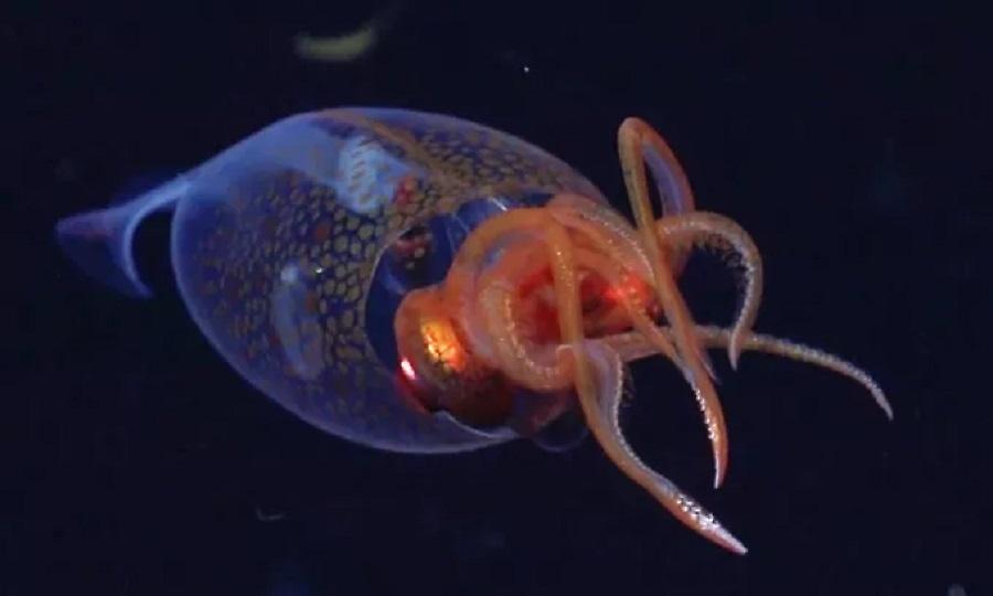 Ο φακός κατέγραψε για πρώτη φορά ένα «κολοσσιαίο καλαμάρι» στα βάθη του Ατλαντικού!