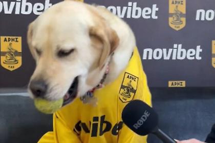 Άρης: Ένα απίθανο βίντεο-συνέντευξη του σκύλου της ομάδας