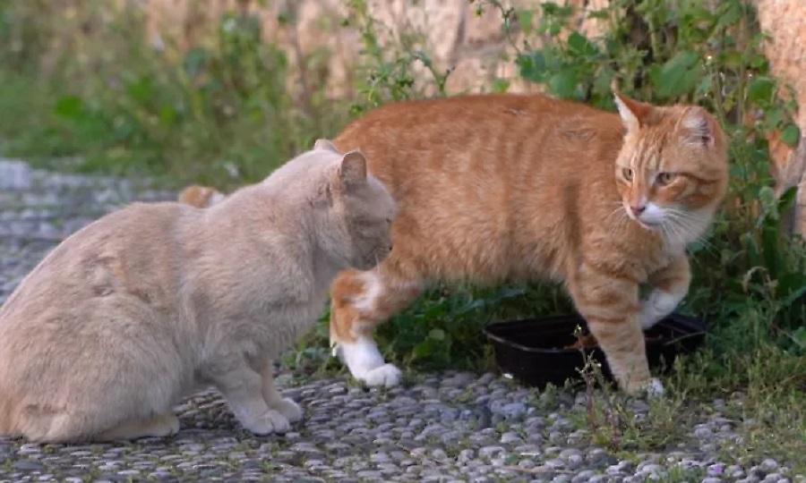Σπέτσες: Αγώνας ζωής για τα αδέσποτα