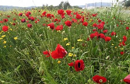 Εορτολόγιο: Ποιοι γιορτάζουν σήμερα, Πρωτομαγιά