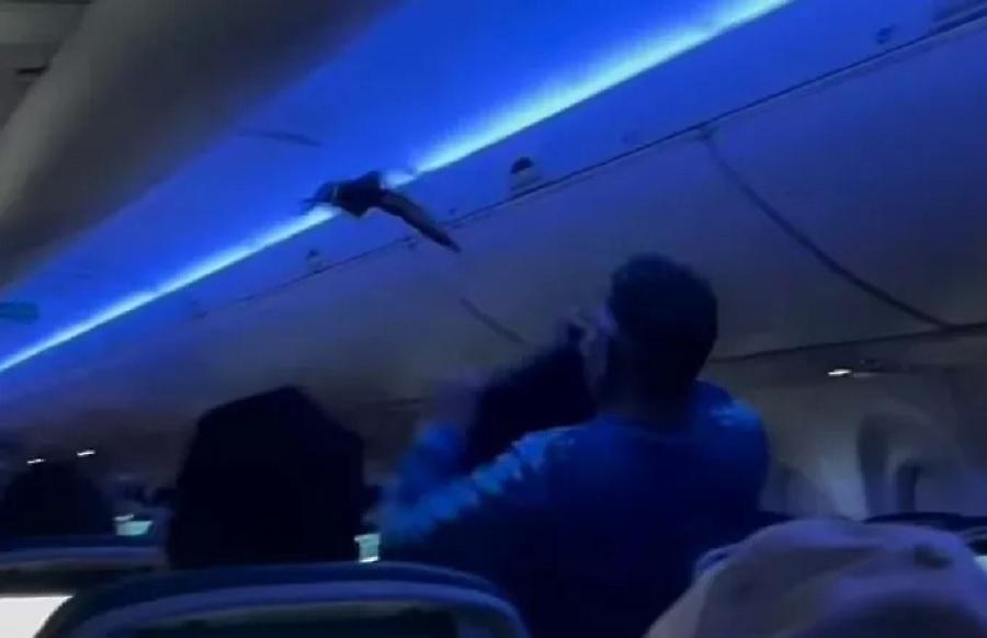 Απίστευτο περιστατικό: Δύο περιστέρια μπήκαν σε αεροπλάνο και προκάλεσαν χάος - Επιβάτες τα κυνηγούσαν στους διαδρόμους