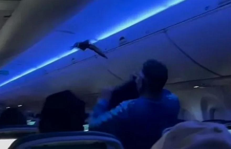 Απίστευτο περιστατικό: Δύο περιστέρια μπήκαν σε αεροπλάνο και προκάλεσαν χάος - Επιβάτες τα κυνηγούσαν στους διαδρόμους