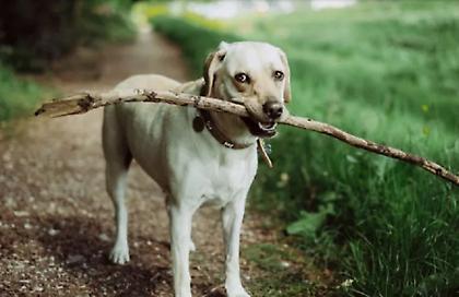 Απίστευτες σκηνές με ξύλο και επεισόδια για αδέσποτα σκυλιά στη Νέα Αγχίαλο