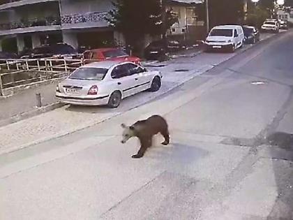 Αρκούδα... κόβει βόλτες σε κεντρικό δρόμο των Γρεβενών