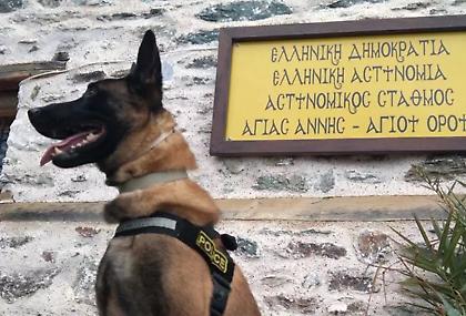 Βγαίνει στη σύνταξη ο Όσκαρ, ο πιο διάσημος σκύλος περιπολίας της ΕΛΑΣ