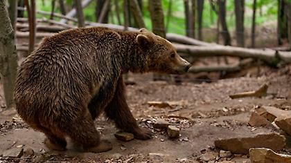 Επίθεση αρκούδας: Μάχη με τον χρόνο για τον περιπατητή που έπεσε σε γκρεμό στη Δράμα