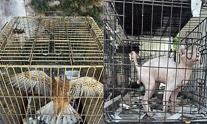 Γέρακας: Δύο συλλήψεις για παράνομο εμπόριο ζώων –Δεκάδες κατοικίδια μέσα σε κλουβιά