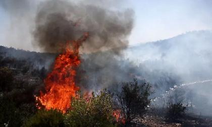 Φωτιά σε δασική έκταση στη Ευκαρπία Θεσσαλονίκης - Ήχησε το 112