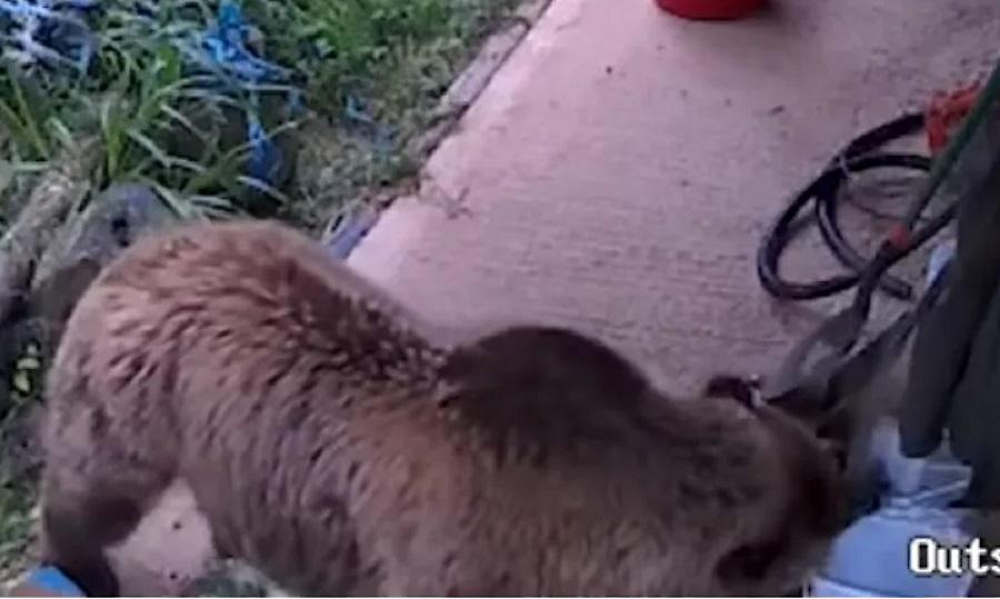 Δύο αρκουδάκια το έσκασαν από ζωολογικό κήπο για να απολαύσουν το αγαπημένο τους... μέλι