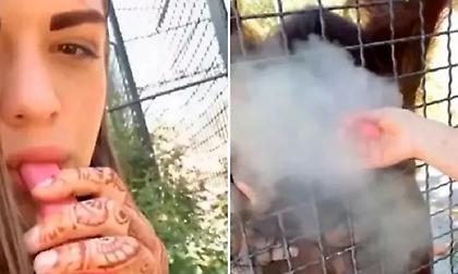 Απαράδεκτη πράξη: Ρωσίδα πυγμάχος έδωσε ηλεκτρονικό τσιγάρο σε ουρακοτάγκο - Σοβαρή ανησυχία για την υγεία του ζώου