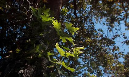 Άρτα: Προβολέας σε πλάτανο έπεσε στο κεφάλι κοπέλας