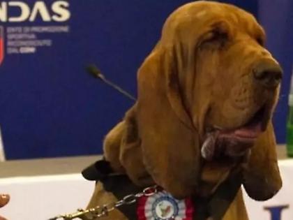 Κτηνωδία στην Ιταλία: Τάισαν τον τετράποδο διασώστη Μπρούνο λουκάνικα με καρφιά