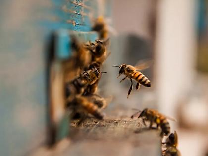 Απίστευτο περιστατικό σε πόλη της Γαλλίας: Επίθεση από μέλισσες άφησε δεκάδες τραυματίες